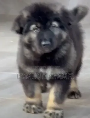 1-3 months Male Purebred Caucasian Shepherd