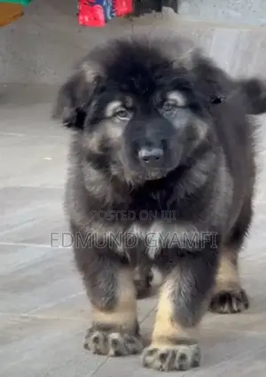 1-3 months Male Purebred Caucasian Shepherd