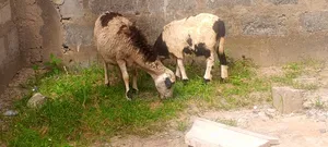 Sheep for Sale