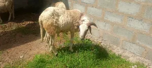 Sheep for Sale