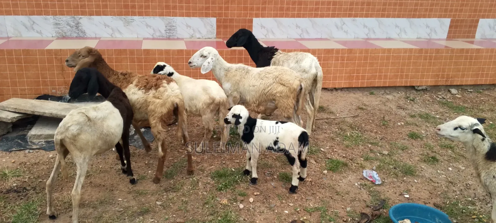 Sheep for Sale