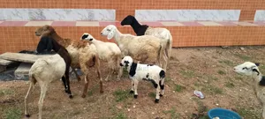 Sheep for Sale