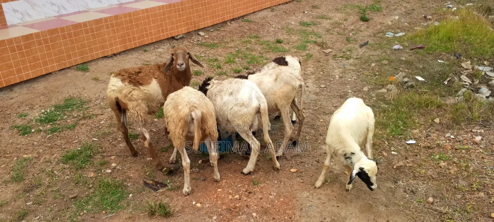 Sheep for Sale