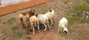 Sheep for Sale