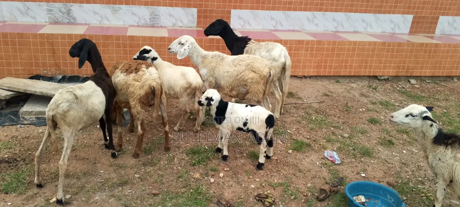 Sheep for Sale