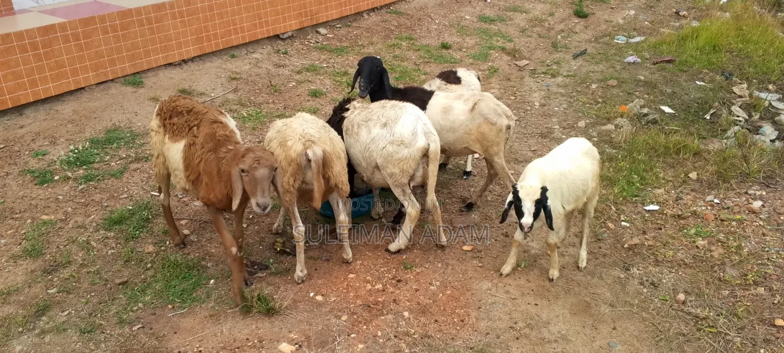 Sheep for Sale