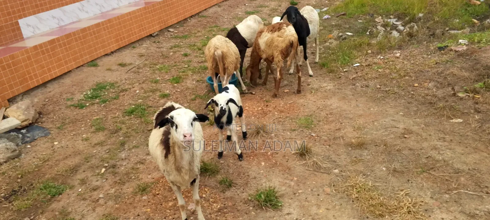 Sheep for Sale