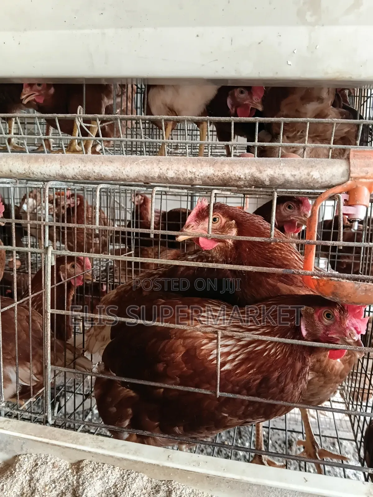 Poultry Hen