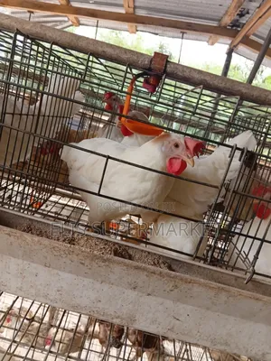 Poultry Hen