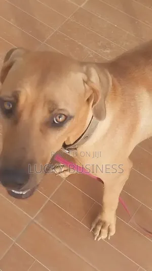 1+ year Female Mixed Breed Boerboel