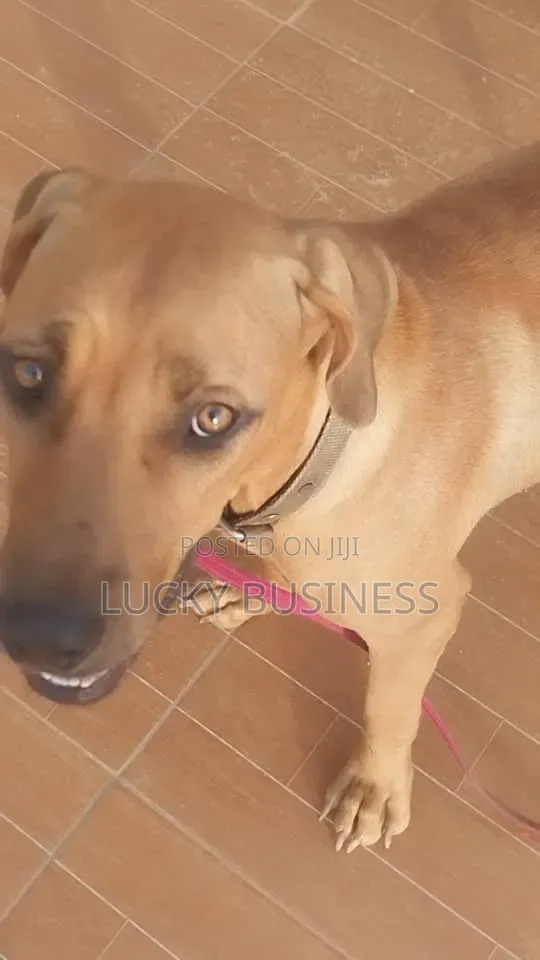 1+ year Female Mixed Breed Boerboel