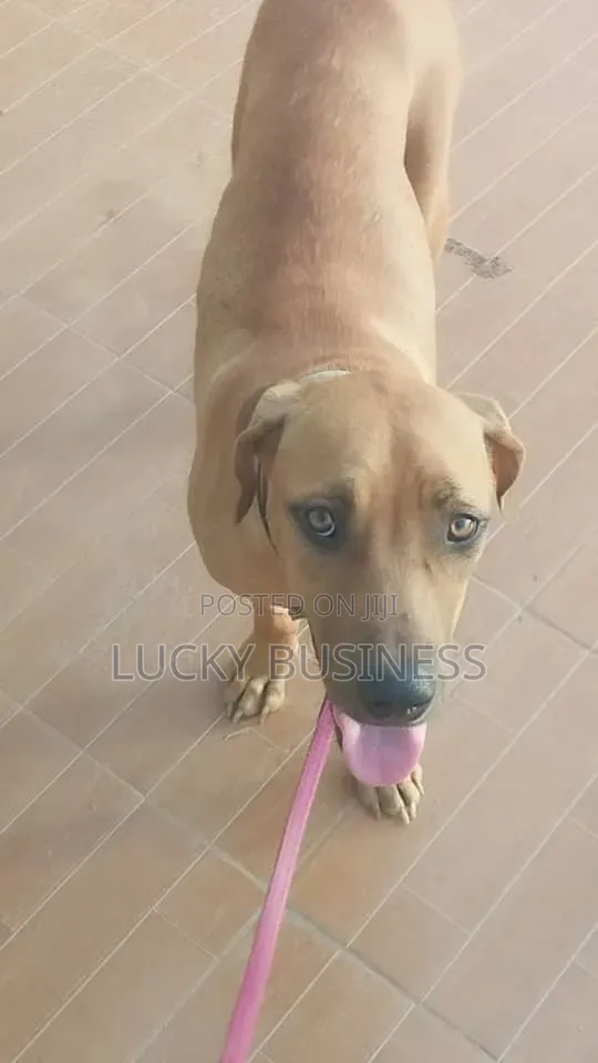1+ year Female Mixed Breed Boerboel
