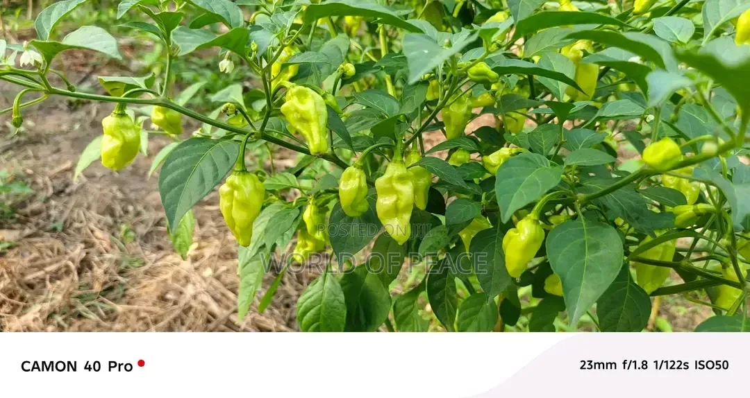 Perper Seed Is for Sale