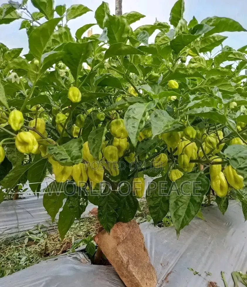Perper Seed Is for Sale