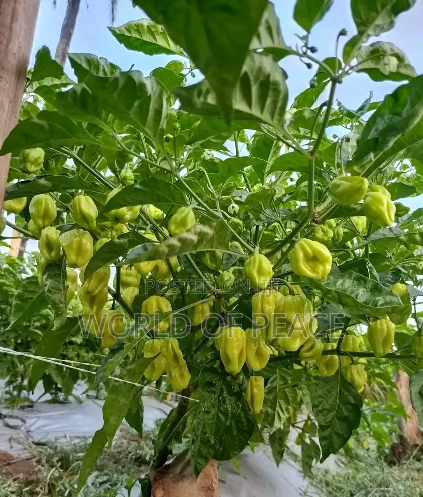 Perper Seed Is for Sale