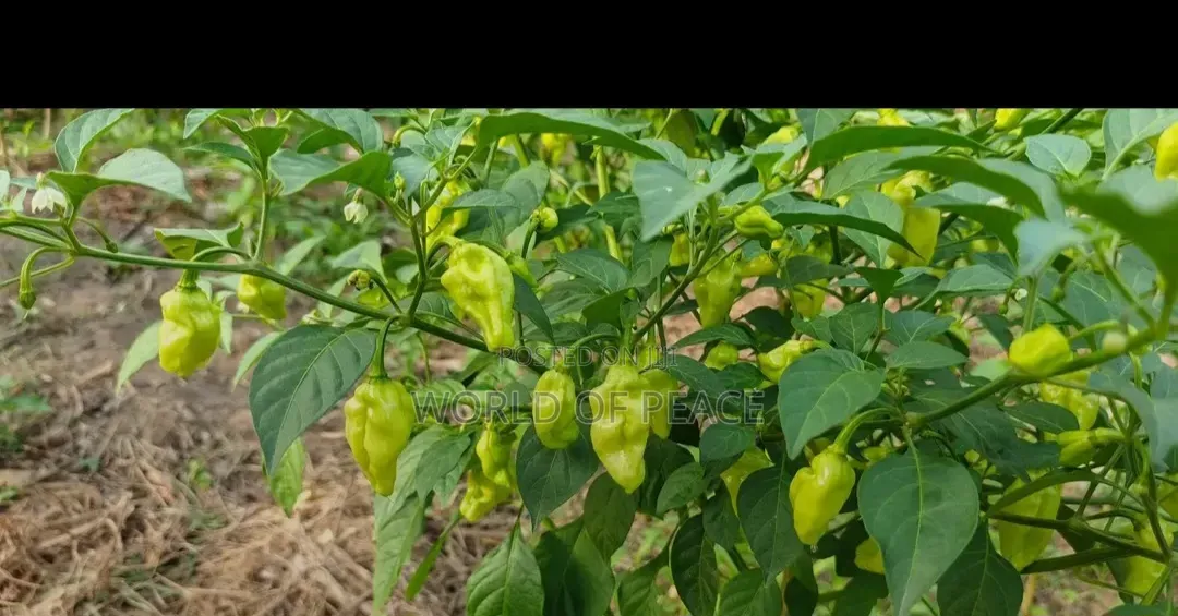 Perper Seed Is for Sale