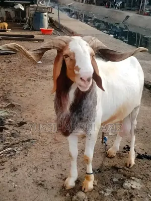 Sheep Is for Sale