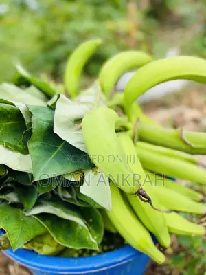 Local Foods