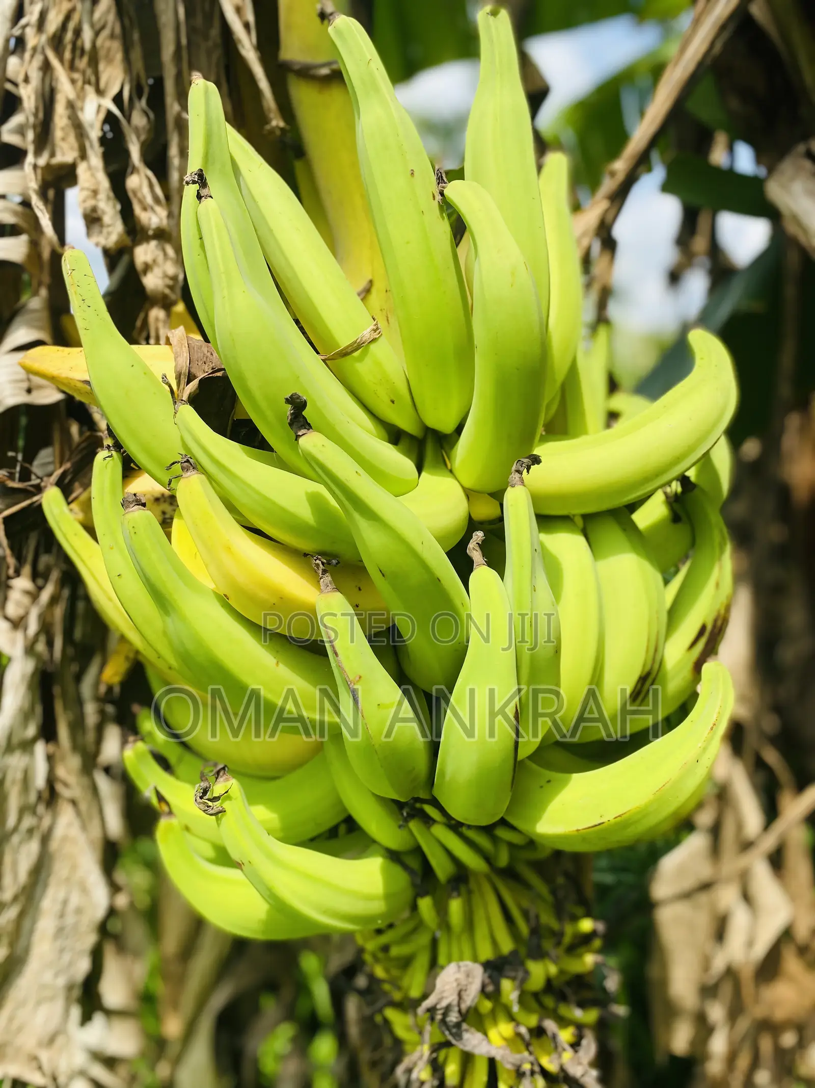 Local Foods