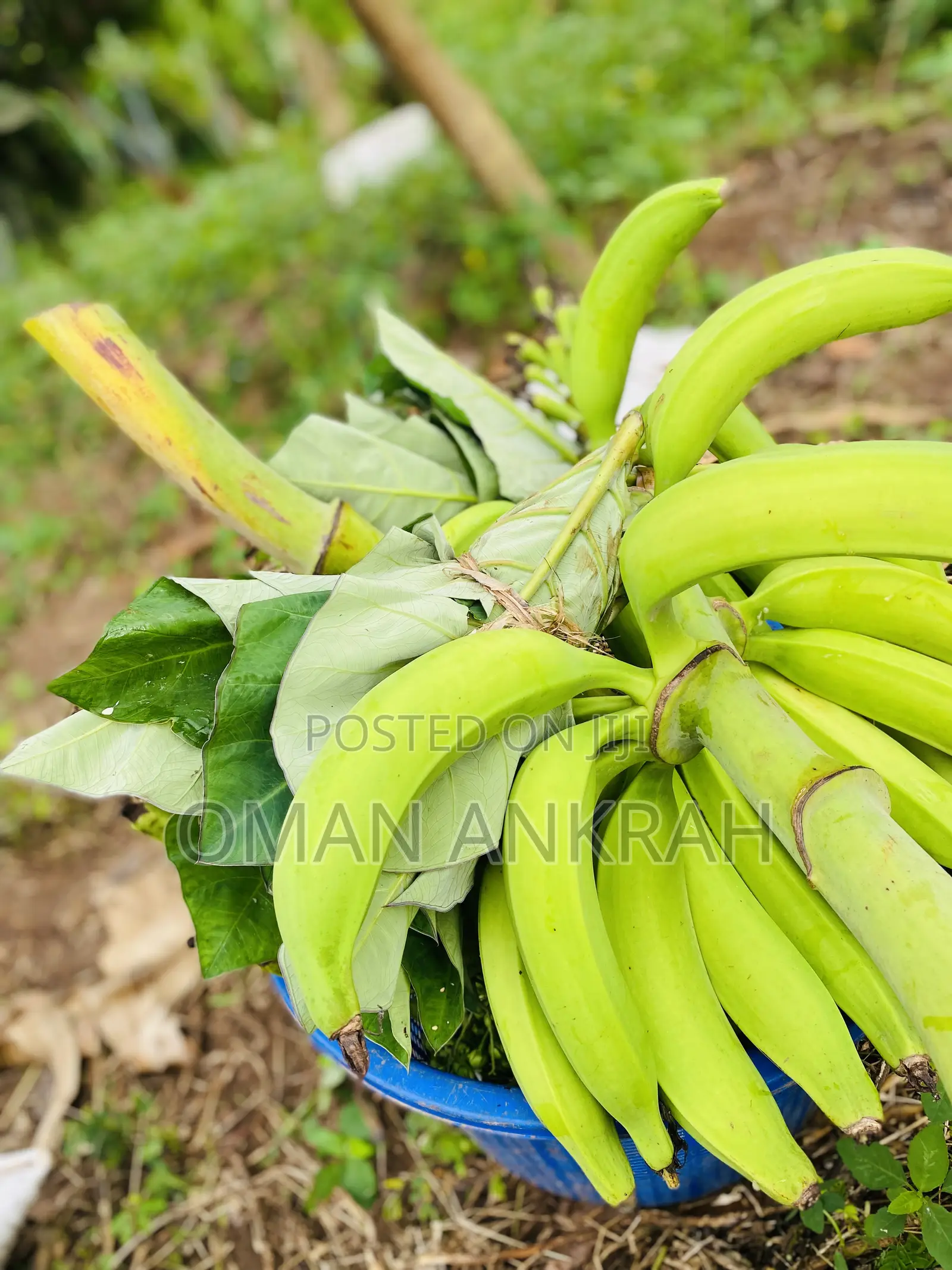 Local Foods