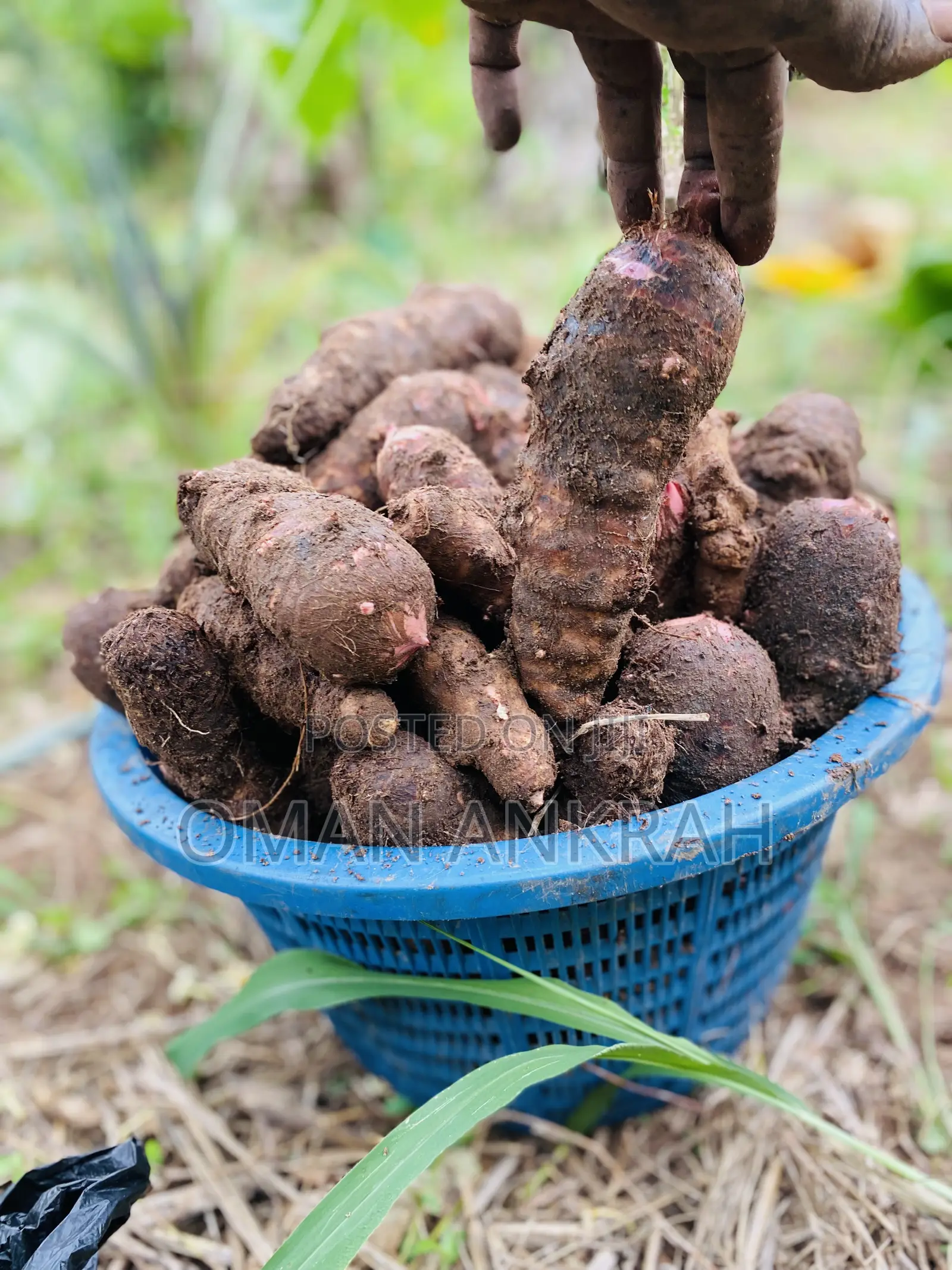 Local Foods