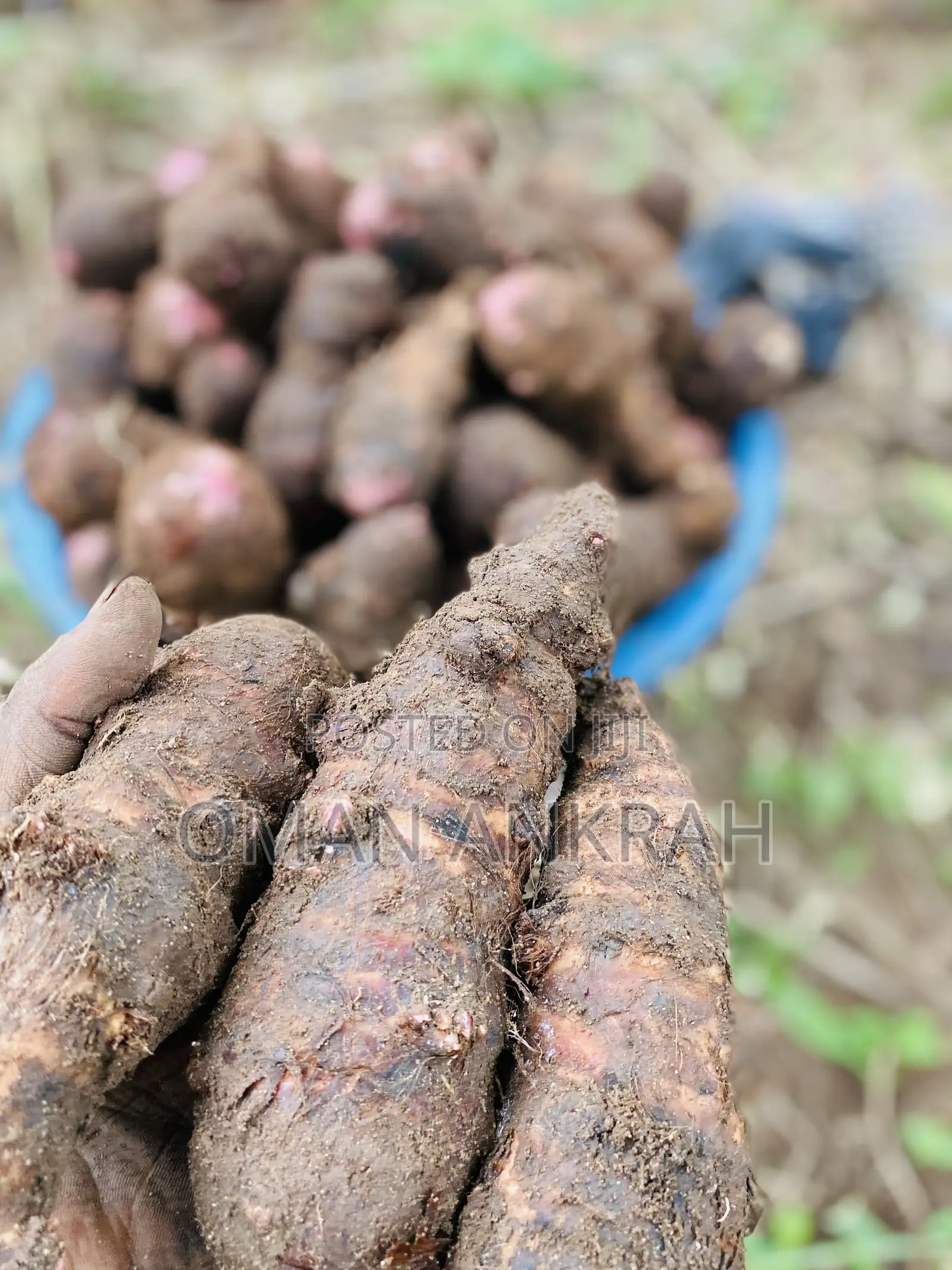 Local Foods