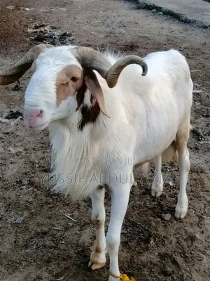 Sheep Is for Sale