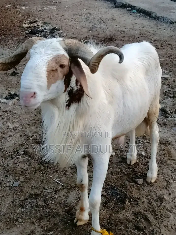 Sheep Is for Sale