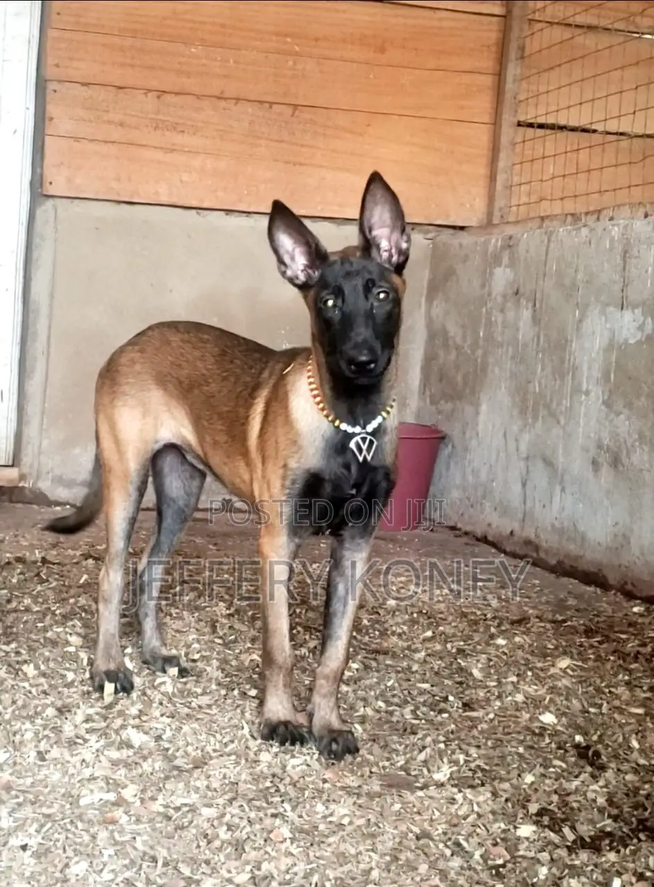 6-12 months Female Purebred Belgian Malinois