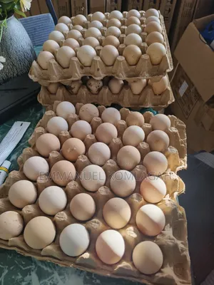 Fertilized Guinea Fowl Eggs