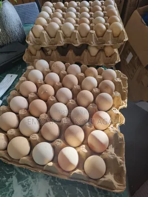 Fertilized Guinea Fowl Eggs