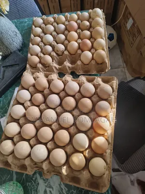 Fertilized Guinea Fowl Eggs
