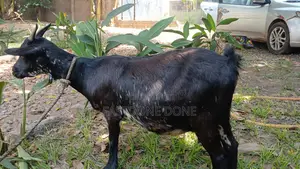 Pregnant Goat
