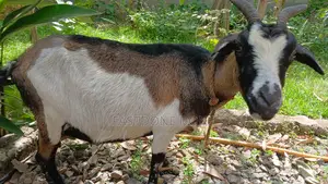 Pregnant Goat