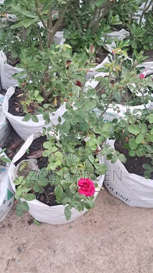 Rose Plant