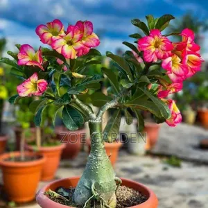 Adenium/ Desert Rose