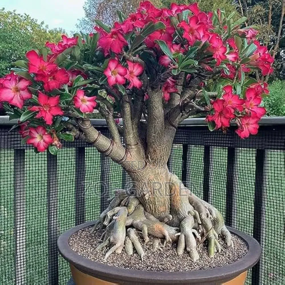 Adenium/ Desert Rose