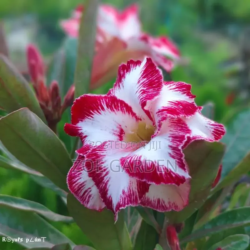 Adenium/ Desert Rose