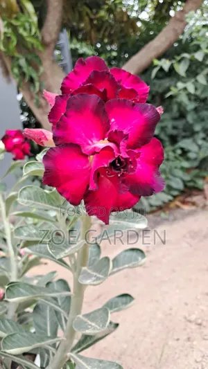 Adenium/ Desert Rose