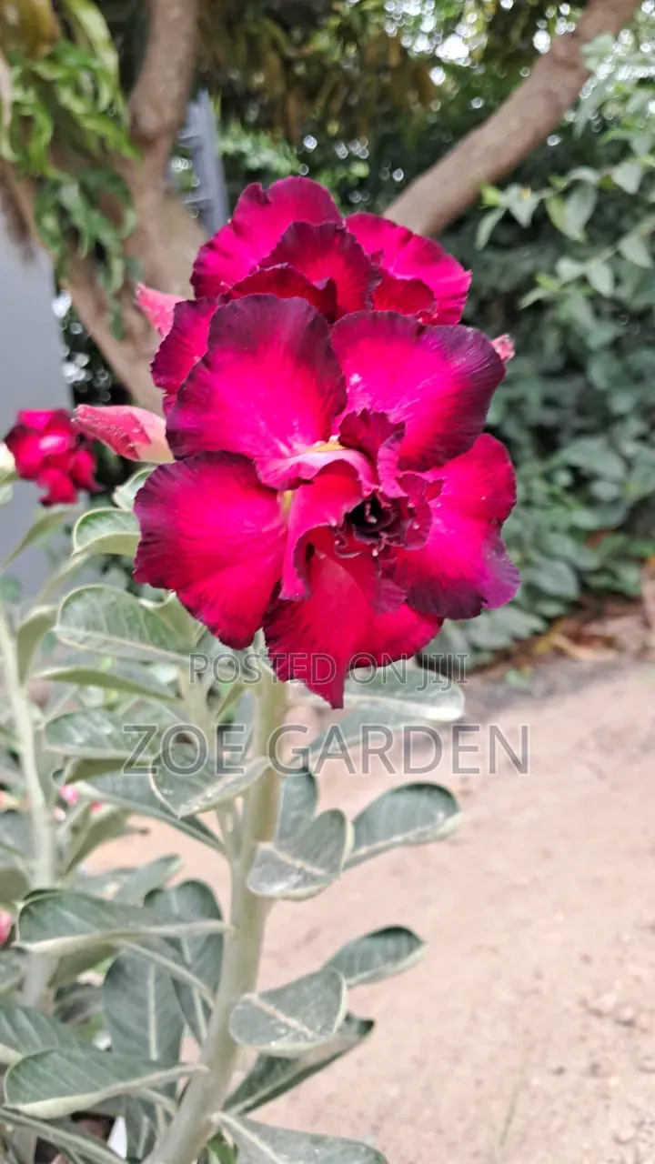 Adenium/ Desert Rose