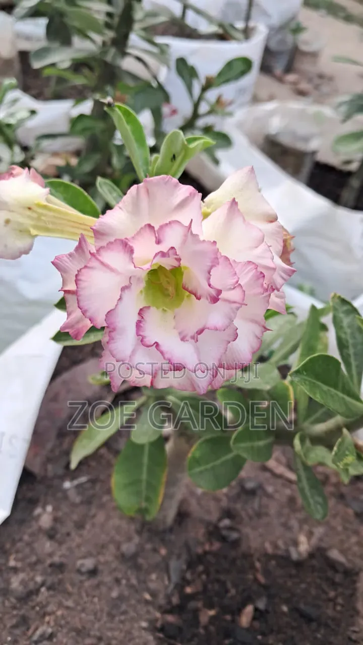 Adenium/ Desert Rose