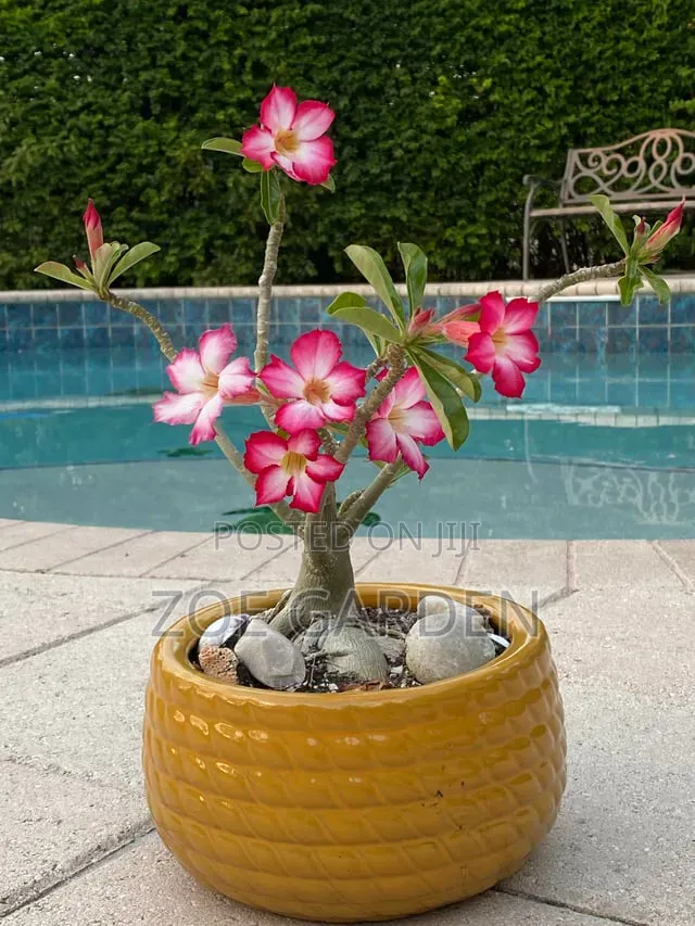 Adenium/ Desert Rose