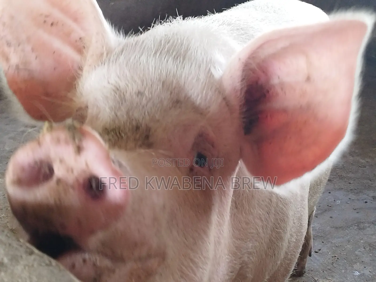 Healthy Pigs For Sale
