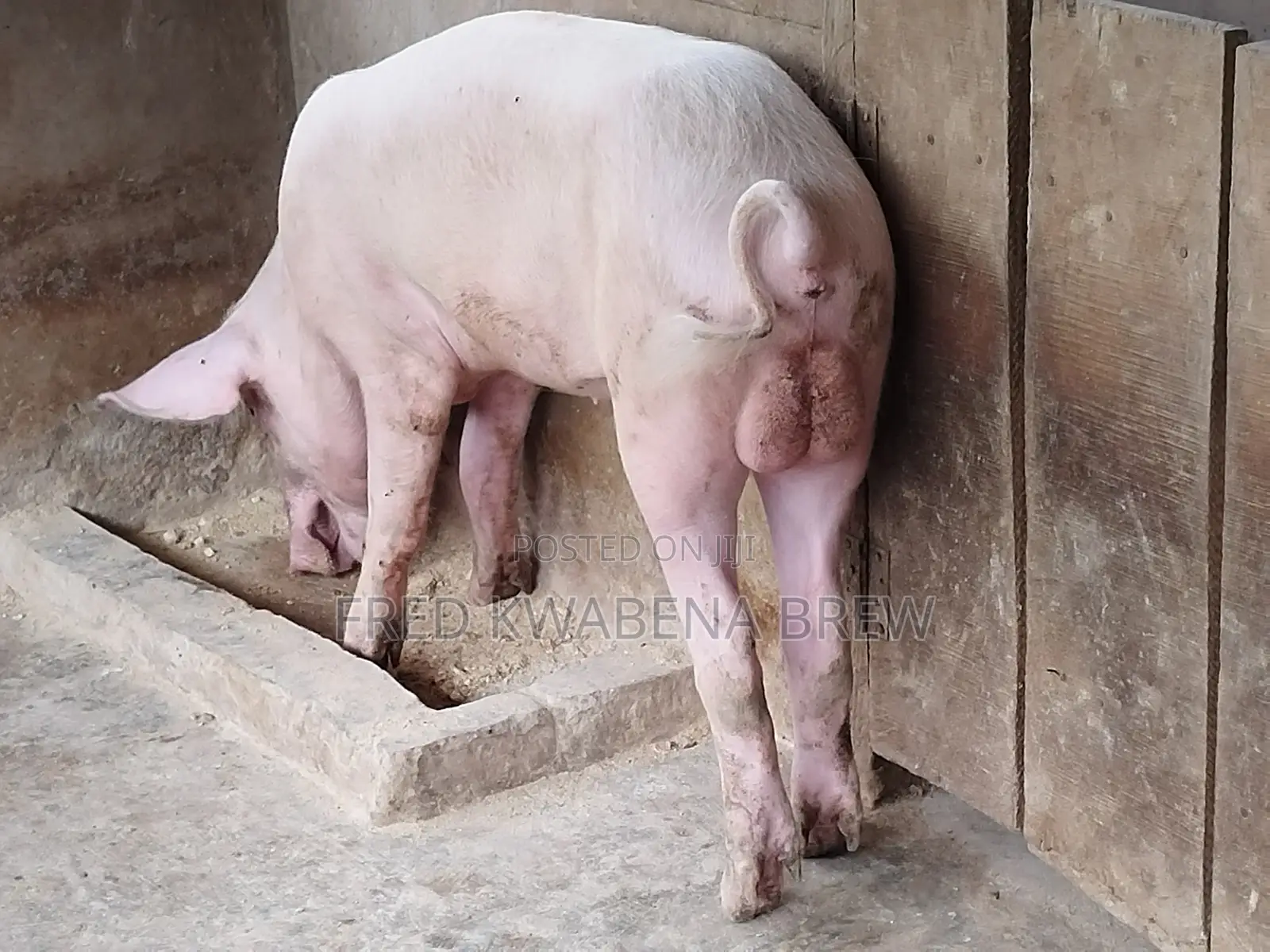 Healthy Pigs For Sale