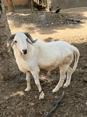 Sheep for Sale