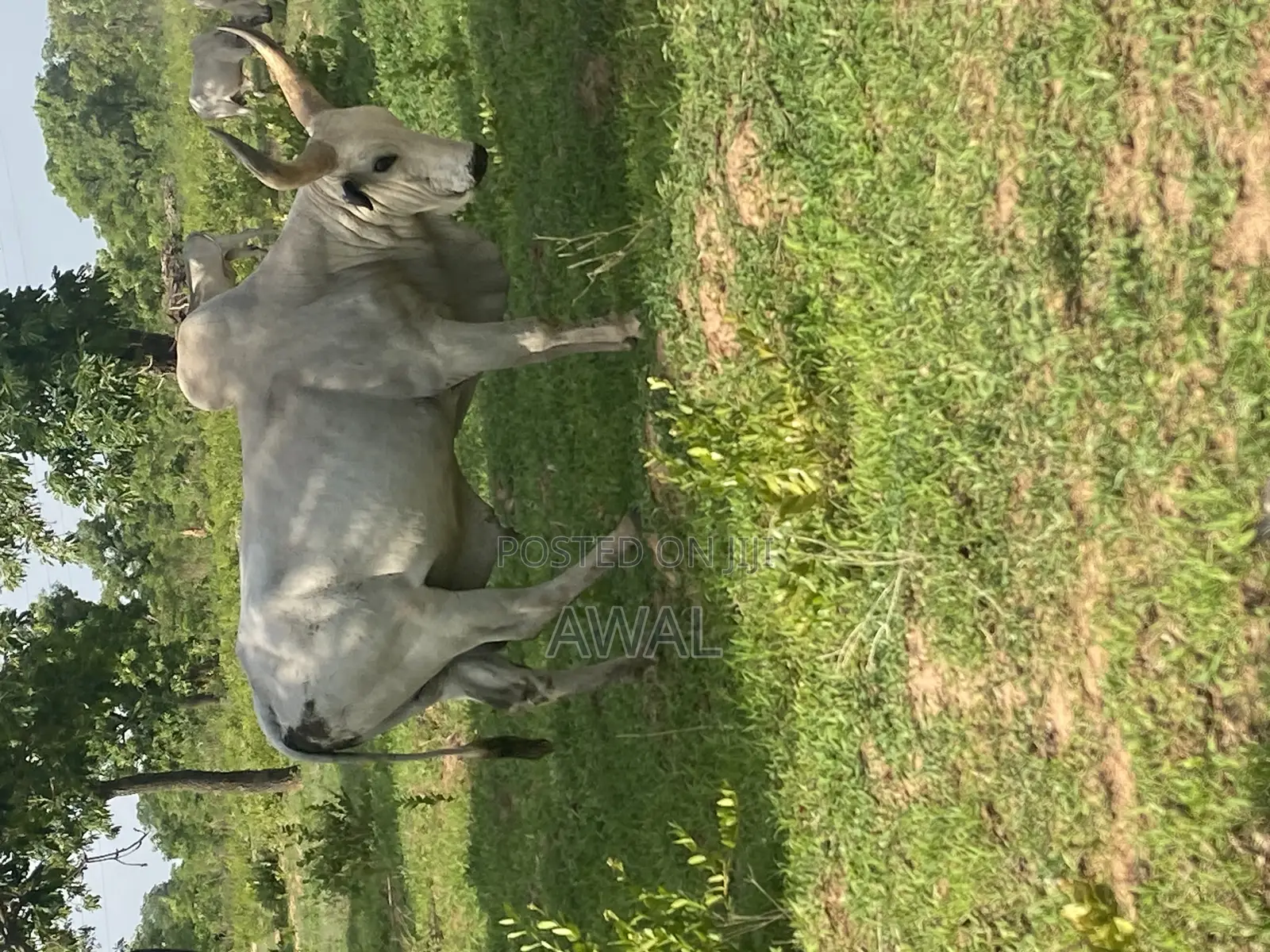 Gudali Cows