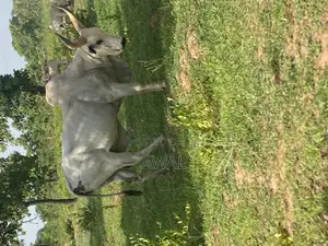 Gudali Cows