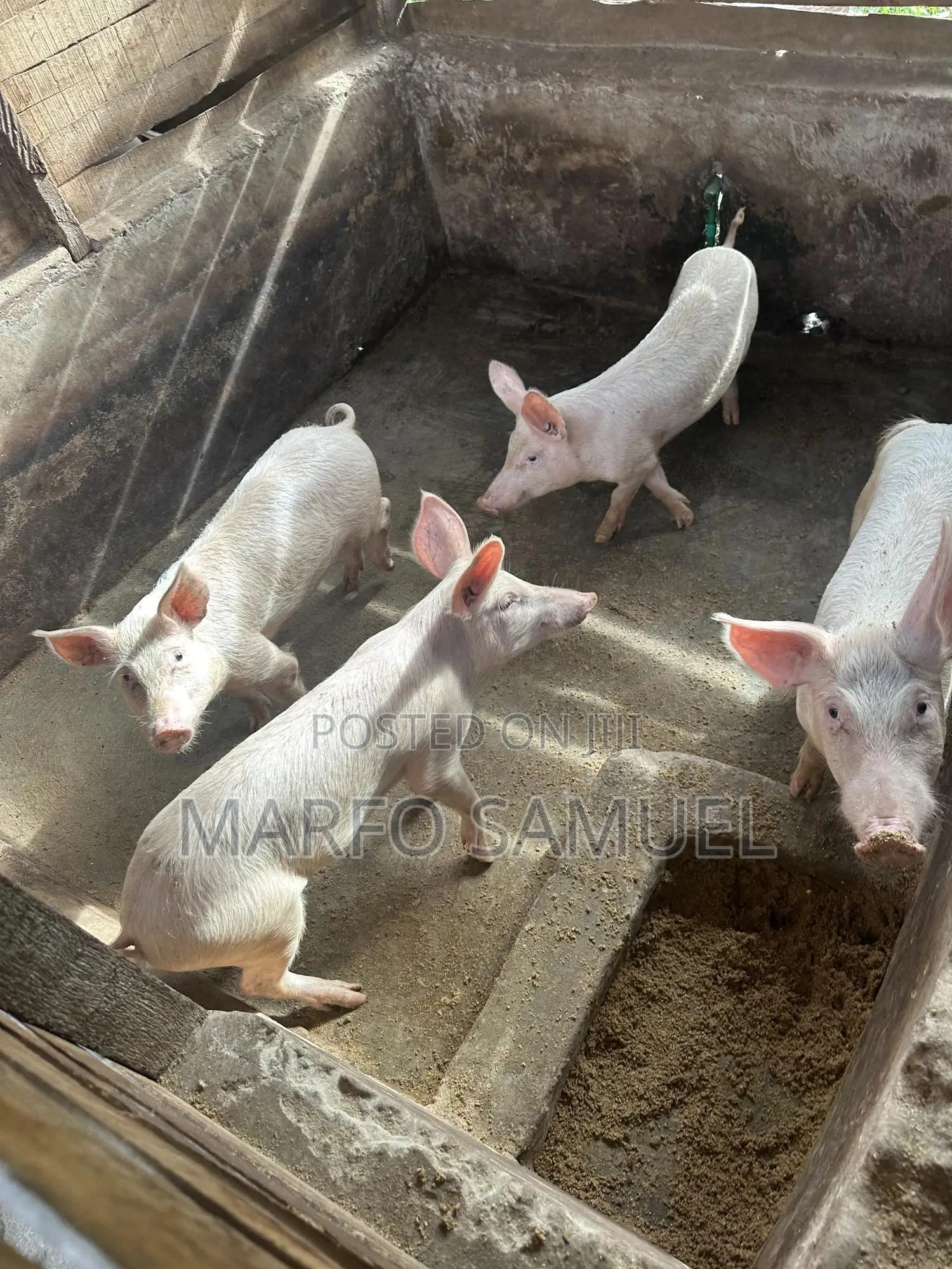 Pigs for Sale Please Contact Us