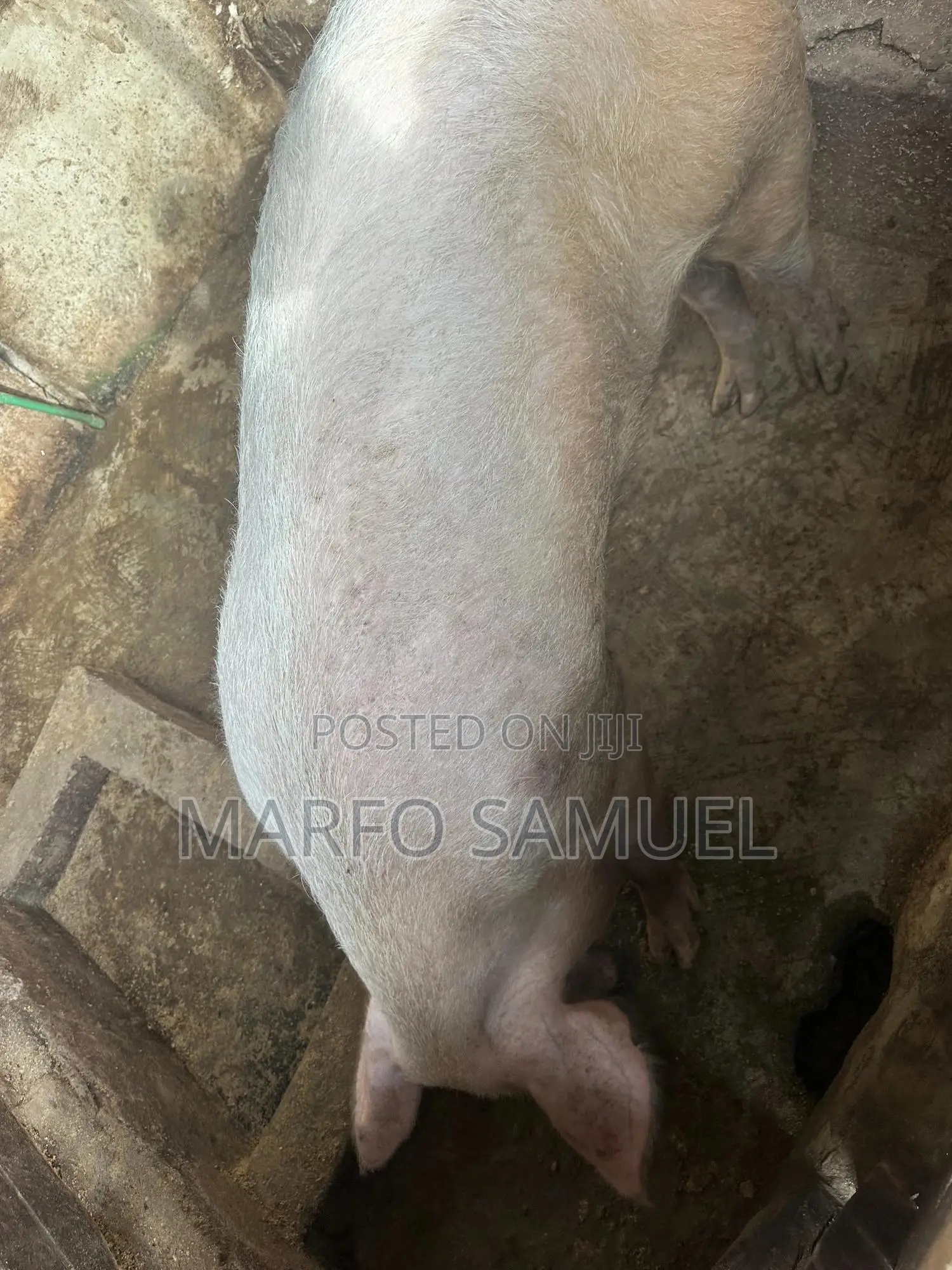 Pigs for Sale Please Contact Us