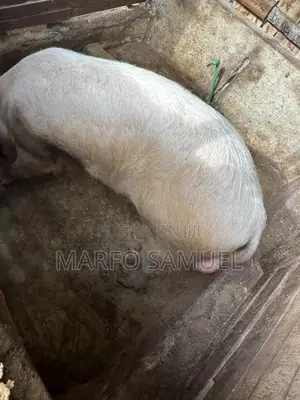 Pigs for Sale Please Contact Us